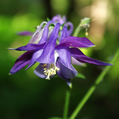 Aquilegia yabeana